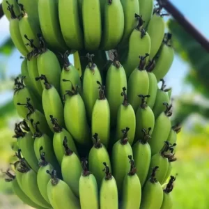 Alanya Jeep Safari Tour (6)