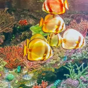 Výlet do Akvária v Antalyi