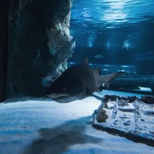 Výlet do Akvária v Antalyi