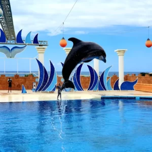 Delfinárium Sealanya – Delfín show