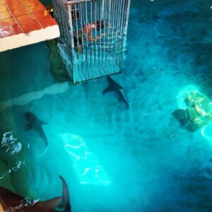 Delfinárium Sealanya – Delfín show(4)