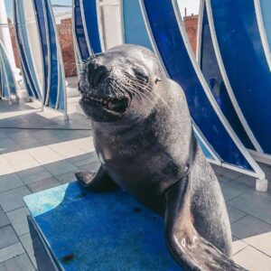 Delfinárium Sealanya – Delfín show(5)