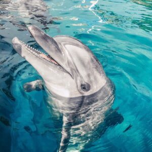 Delfinárium Sealanya – Delfín show(6)