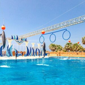 Delfinárium Sealanya – Delfín show (9)