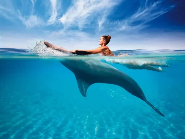 plavání s delfíny (1)
