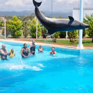 plavání s delfíny